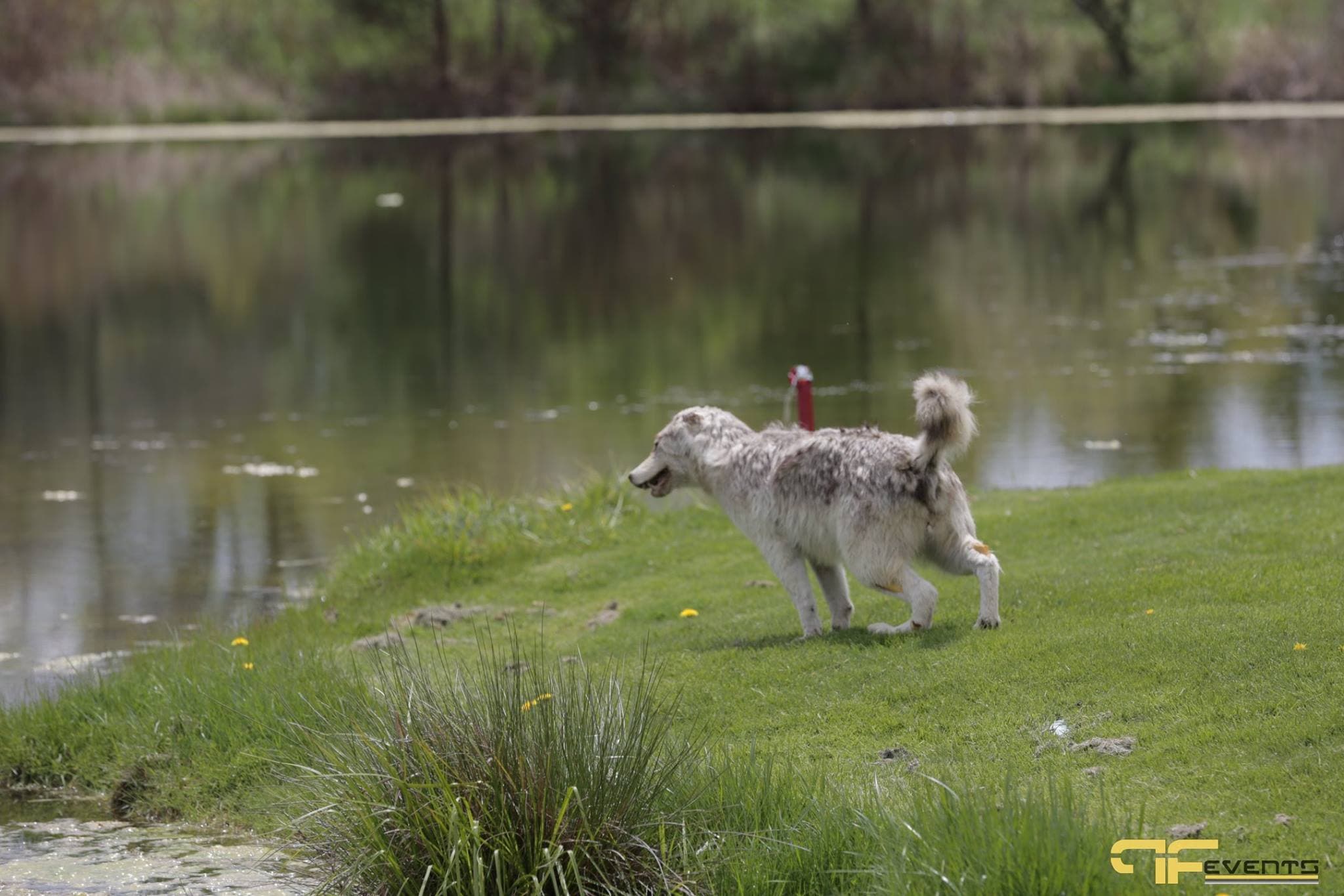 Dog on the bank of a pond at Nobleton Lakes Golf Club